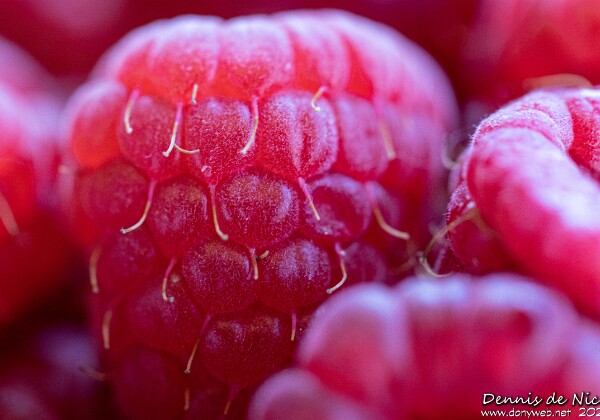 Raspberries