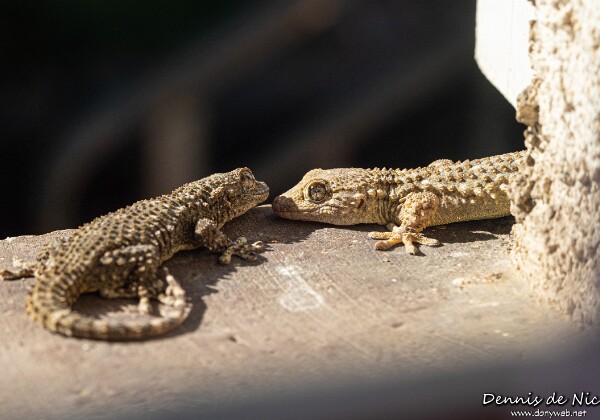 Tarentes - Geckos