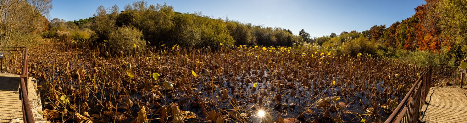 2025.11.04 Etang de Fontmerle (22i) null