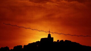 2024.04.11 Birds
