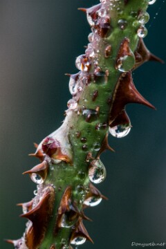 IMG_5772 null