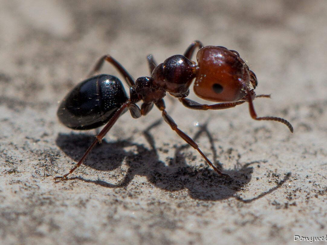 Fourmis